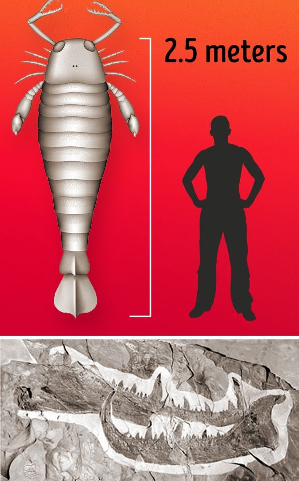 Whether alive or extinct, these giant creatures will make you feel tiny Picture 9