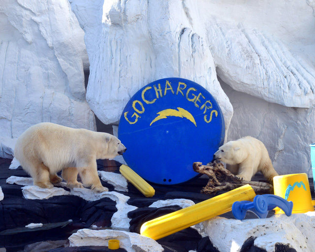 White polar bears die because of love loss that many people suffer Picture 2