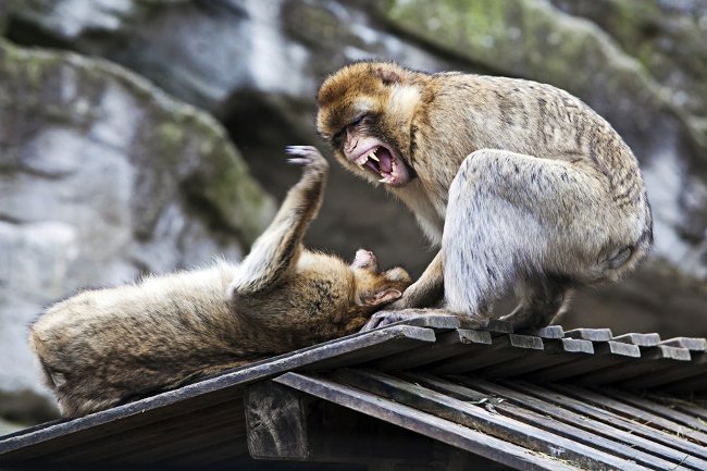 Why are humans the most violent primates? Picture 3