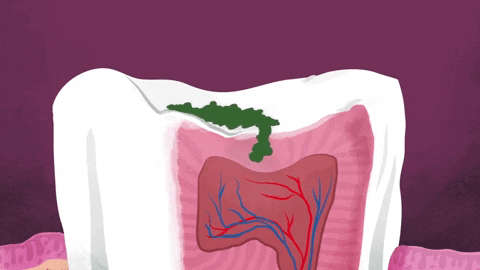 Picture 5 of Why are our teeth deep?