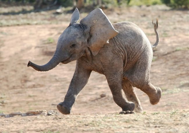 Why aren't the largest animals the fastest? Picture 1