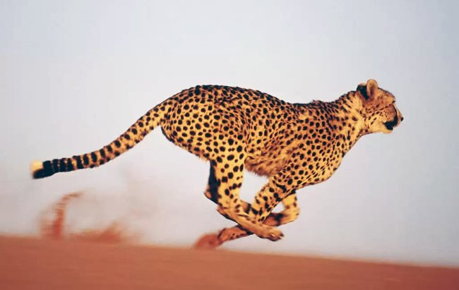 Why aren't the largest animals the fastest? Picture 3
