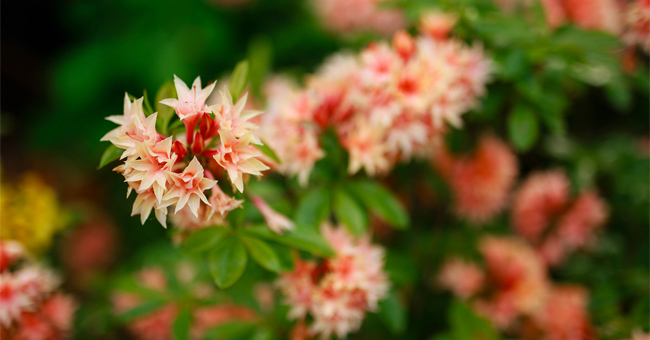 Why choose a 50mm lens for newbies? Picture 4