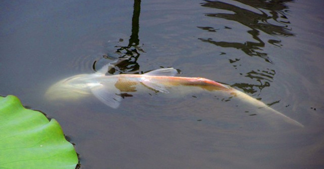 Why do dead fish face up on their stomachs floating on the water? Picture 3