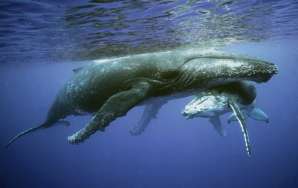 Why do humpback whales prevent killer whales from hunting other animals? Picture 1