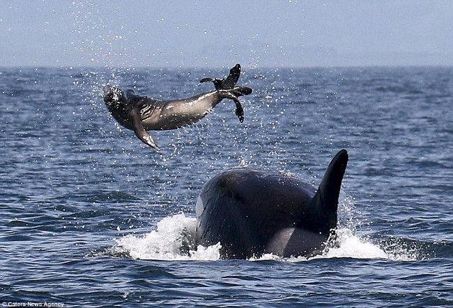 Why do humpback whales prevent killer whales from hunting other animals? Picture 2