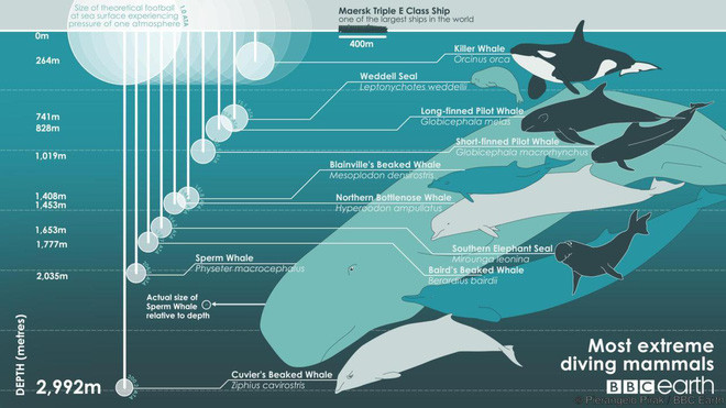 Why do hundreds of whales and dolphins 'collective suicide'? Picture 1