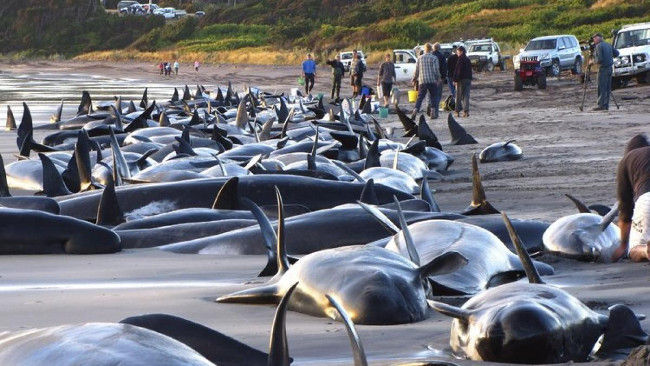 Why do hundreds of whales and dolphins 'collective suicide'? Picture 2