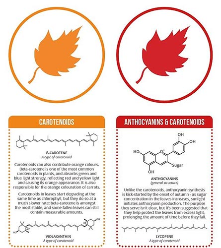 Why do leaves often change color in the fall? Picture 4