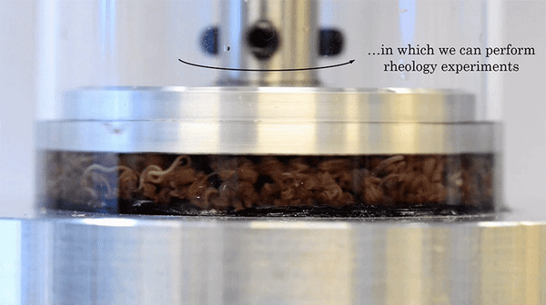 Why do scientists get worms to drink and make them spin like this? Picture 1