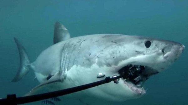 Why do sharks like to bite sea cable? Picture 1