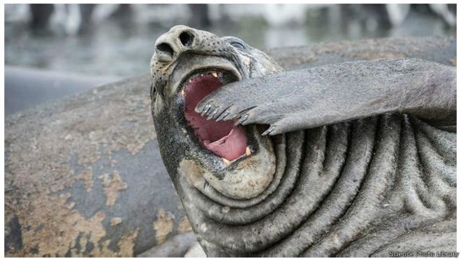 Why do we yawn? Is yawning spread? Picture 4