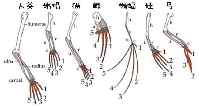 Why do whale fin fins have five fingers that look like human hands ...