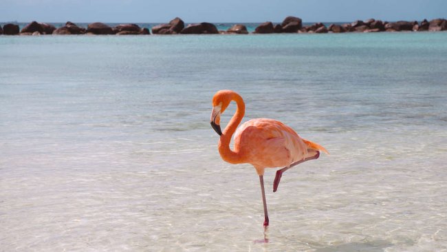 Why does the flamingos stand on one leg forever but don't feel tired? Picture 1