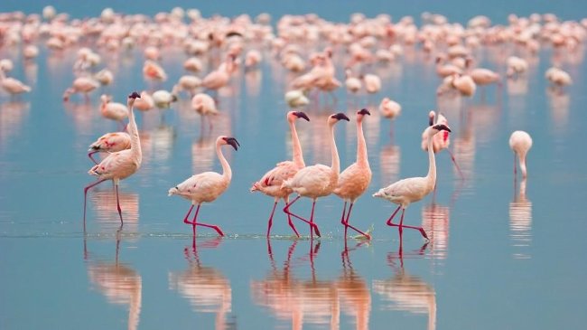 Why does the flamingos stand on one leg forever but don't feel tired? Picture 2