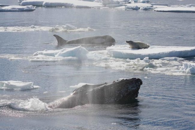 Why humpback whales or attack killer whales to protect other animals? Here is the answer Picture 1