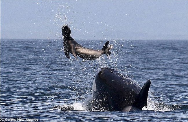 Why humpback whales or attack killer whales to protect other animals? Here is the answer Picture 2