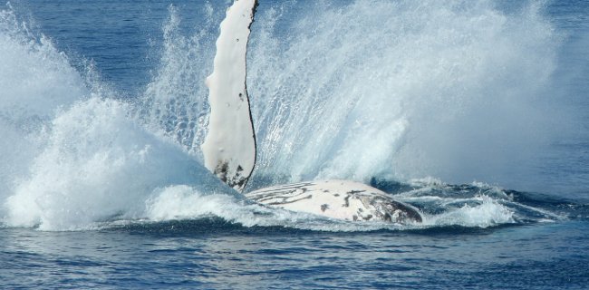Why humpback whales or attack killer whales to protect other animals? Here is the answer Picture 3
