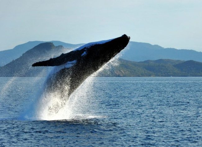 Why humpback whales or attack killer whales to protect other animals? Here is the answer Picture 5