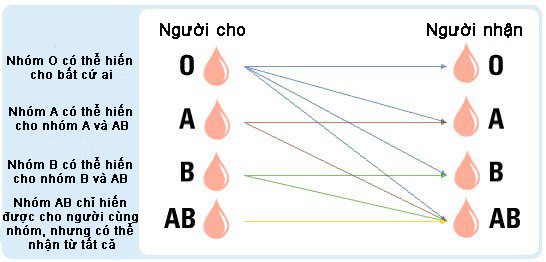 Why is AB the rarest blood group in the world? Picture 2