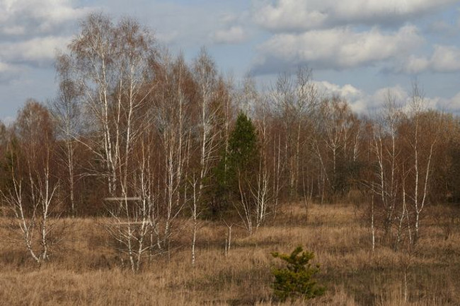 Will disaster happen when the leaves in Chernobyl area do not decompose? Picture 2