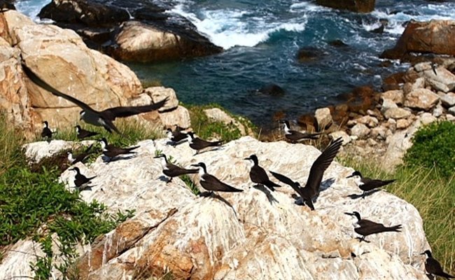 Yen Island: the only hot and cold double beach in Vietnam Picture 3
