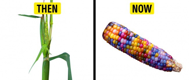 You are curious, how the ancestors of today's vegetables are shaped Picture 6