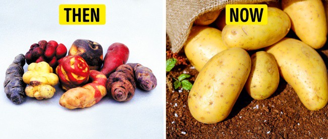 You are curious, how the ancestors of today's vegetables are shaped Picture 9
