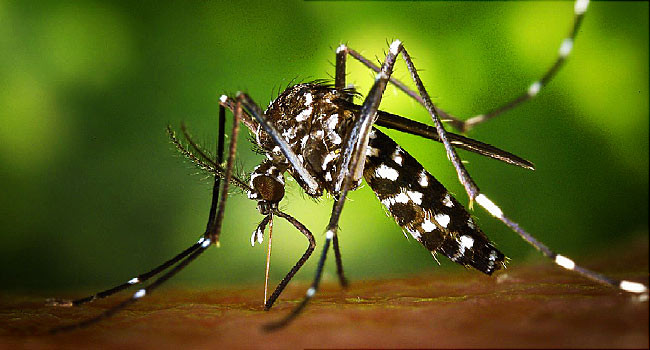 Zika will no longer be scary if this research succeeds Picture 2