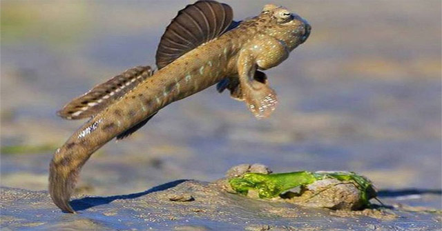 10 Species of Land Predatory Fish in the Natural World