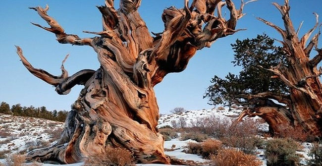 10 Exotic Tree Species Hold the World Record