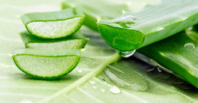 10 Great Benefits of Aloe Vera You May Not Know Yet