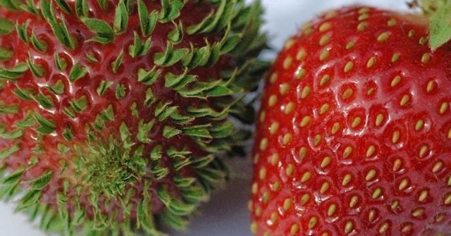 10+ Images of Mutant Vegetables Like Radiation