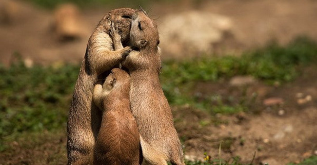 10 Incredible Facts About Languages - How Animals Communicate