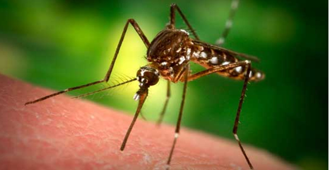10 Interesting Things About Mosquitoes, the Smallest but Most
