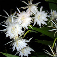 10 Most Beautiful Flowers in the World: Flowers Bloom Only at Night