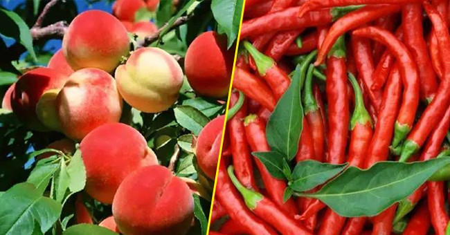 10 Most Pesticide-free Vegetables and Fruits