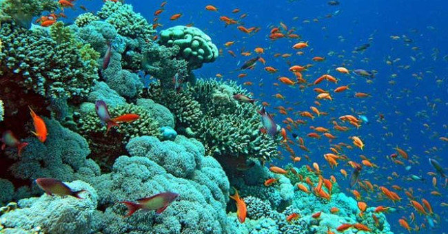 10 Photos Showing How Small People Are in the Ocean