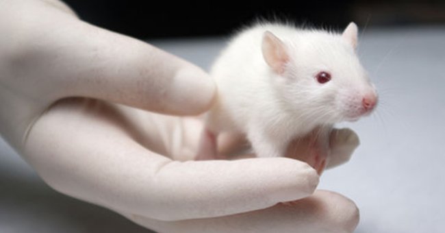 10 Strange and Unbelievable Facts About Animals You May Not Know