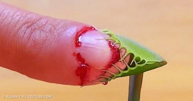 11 Species of Lethal Poisonous Plants That We Should Avoid
