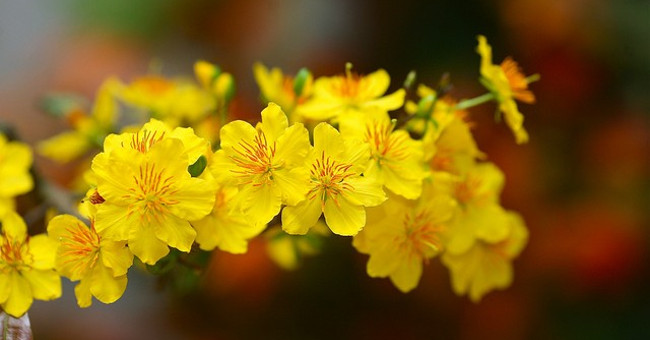 12 Kinds of Ornamental Plants Bring Fortune to the House on Tet