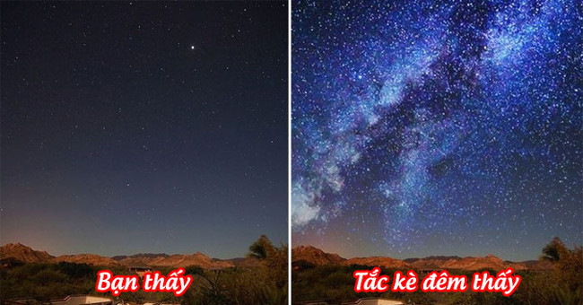12 Species of Animals Have the Strangest Vision in the Natural World