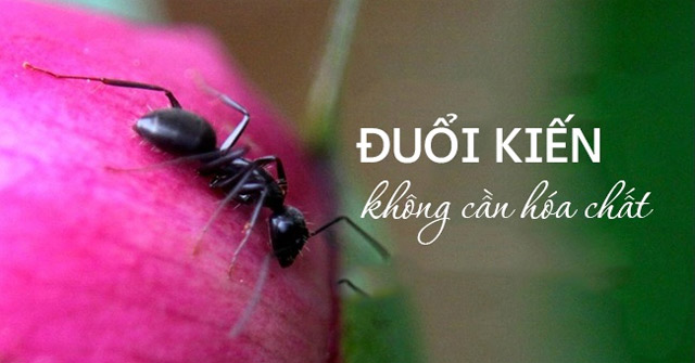 12 Tips for Chasing Ants Away from Home Simply and Safely for Health