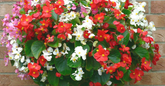 12 Types of Ornamental Plants Clean the Indoor Air