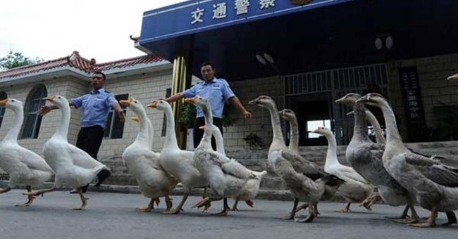 13 Odd Things Can Only Happen in China