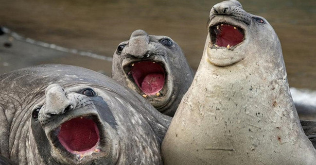 14 Most Funny Moments of Animals