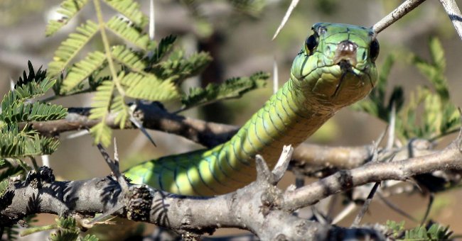 15 Animals Are Most Dangerous to Humans: Animals That Cause Death