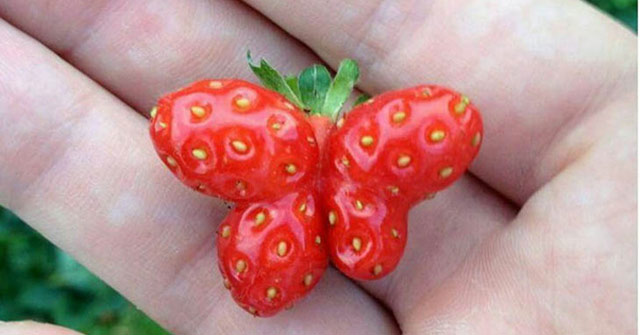 15 Strange Images Showing the Diversity of Nature, Sometimes Also