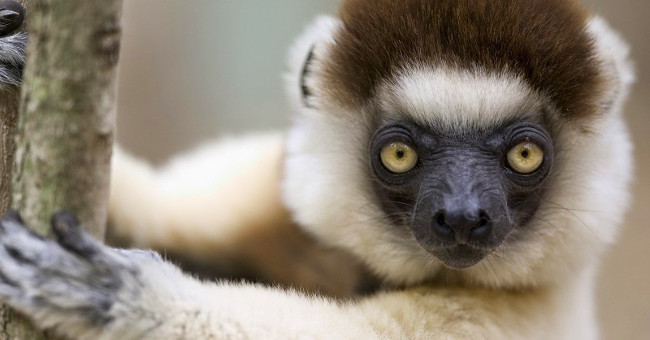 17 Funny Pictures of Animals Are Causing Fever on the Internet