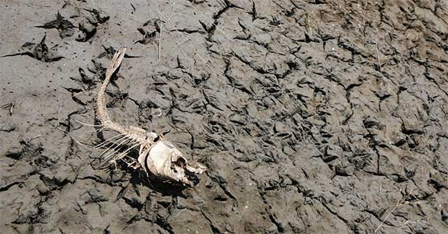 17 Signs That the 6th Great Extinction - the Nightmare of Humanity Is About to Sweep Through